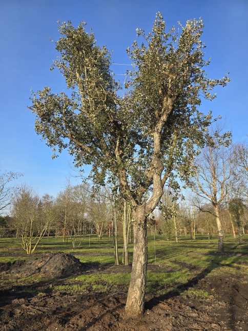 Quercus suber enkelstam
