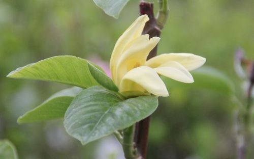 Magnolia 'Daphne' - Magnolia 'Daphne'