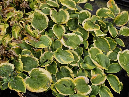 Hosta  HERFST