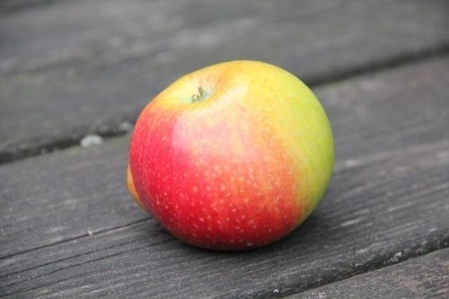 Appel 'Alkmene' - Malus domestica 'Alkmene'