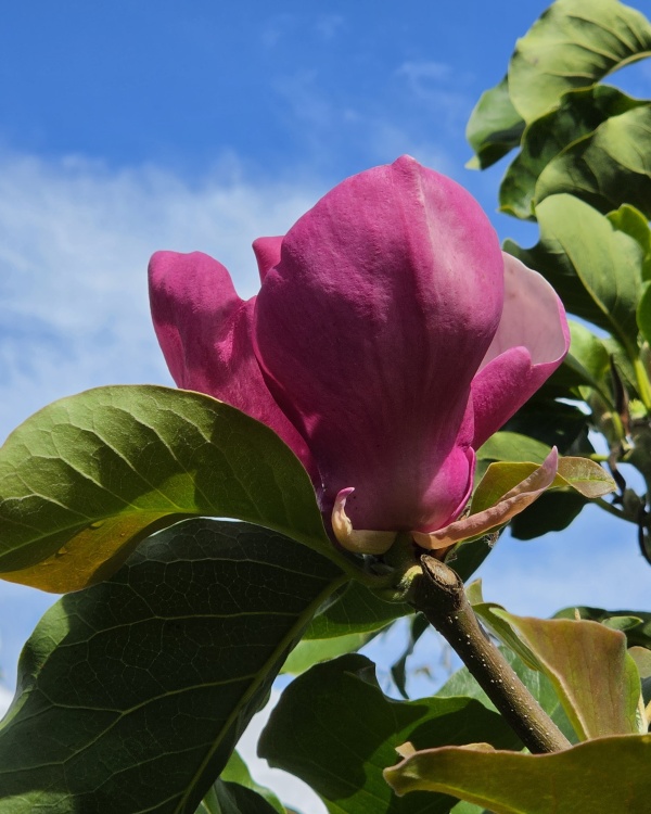 Magnolia met purperkleurige bloei