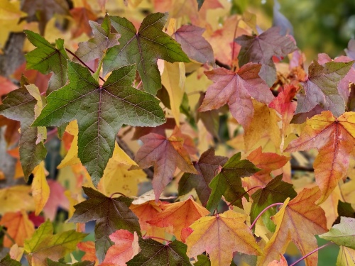 Amberboom - HERFST