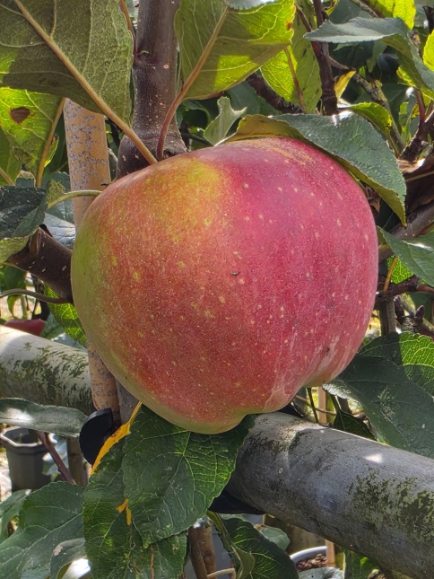 Malus Gloster,  lekkere appel, laat rijp en rood kleurend