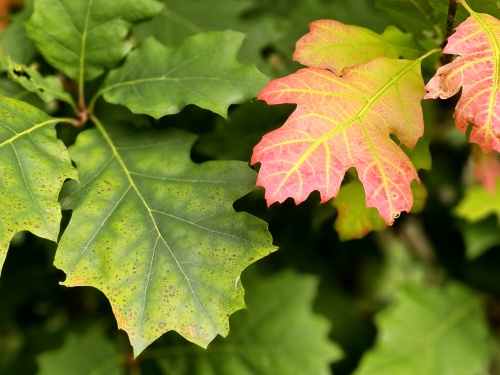 Quercus rubra herfstverkleuring fase 1