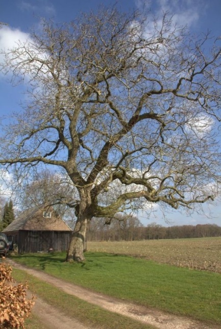 Walnoot Juglans regia boom