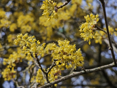 Gele kornoelje - Cornus mas