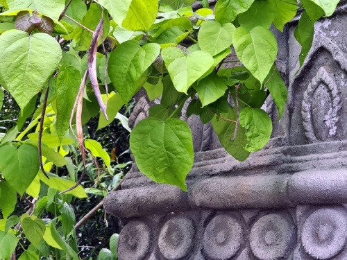 Oude Trompetboom