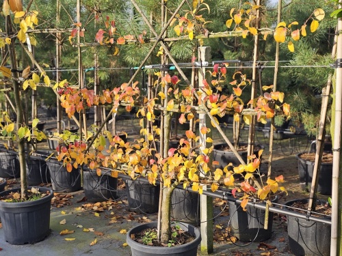 Handpeer 'Beurre Hardy' - Pyrus communis 'Beurre Hardy'