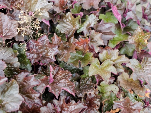 Heuchera is een semi bladhoudende bodembedekker