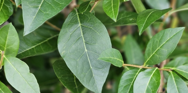 Heesters planten en verzorgen: Tips voor standplaats, snoei en onderhoud