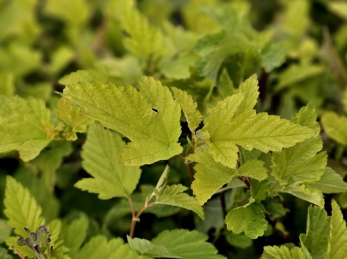 Blaasspiraea 'Dart's  Gold loopt in het voorjaar uit met geel blad, welke naar geel-groen verkleurt.