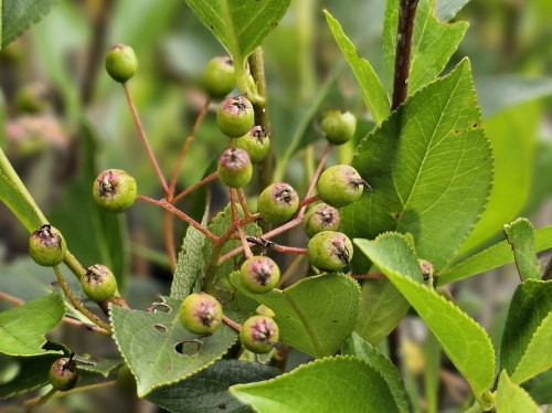 Appelbes 'Hugin'