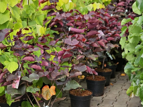 Amerikaanse Judasboom 'Forest Pansy' struikvorm in pot