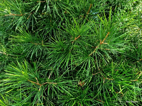 Sciadopitys verticillata