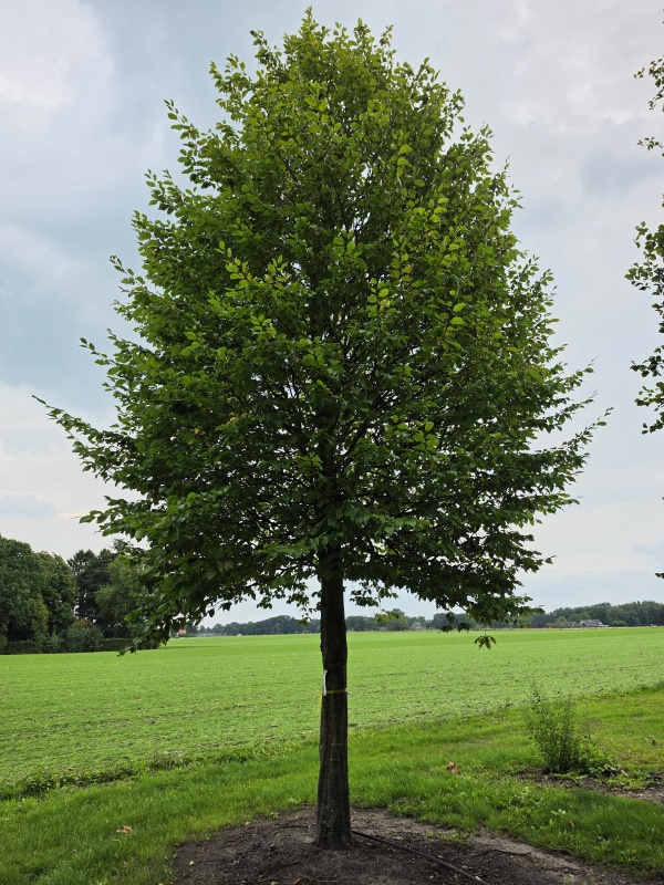 Haagbeuk