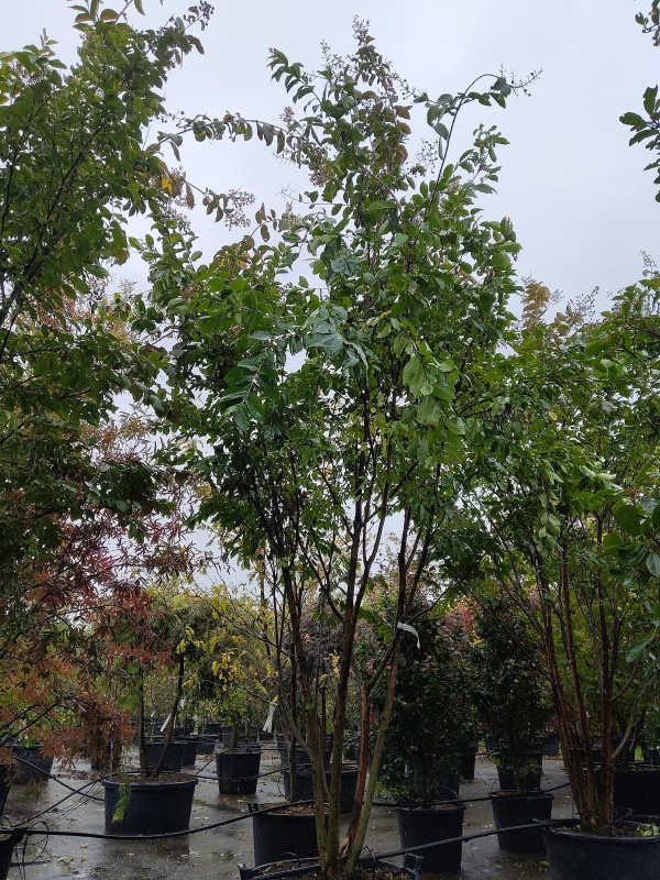 Indische sering 'Natchez'