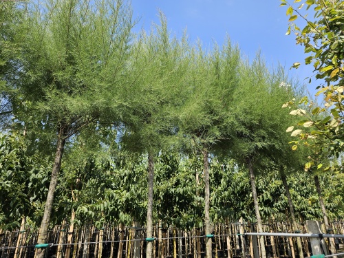 Tamarisk geknotte boomvorm kan goed tegen zeewind