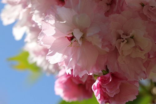Japanse sierkers 'Pink Perfection'