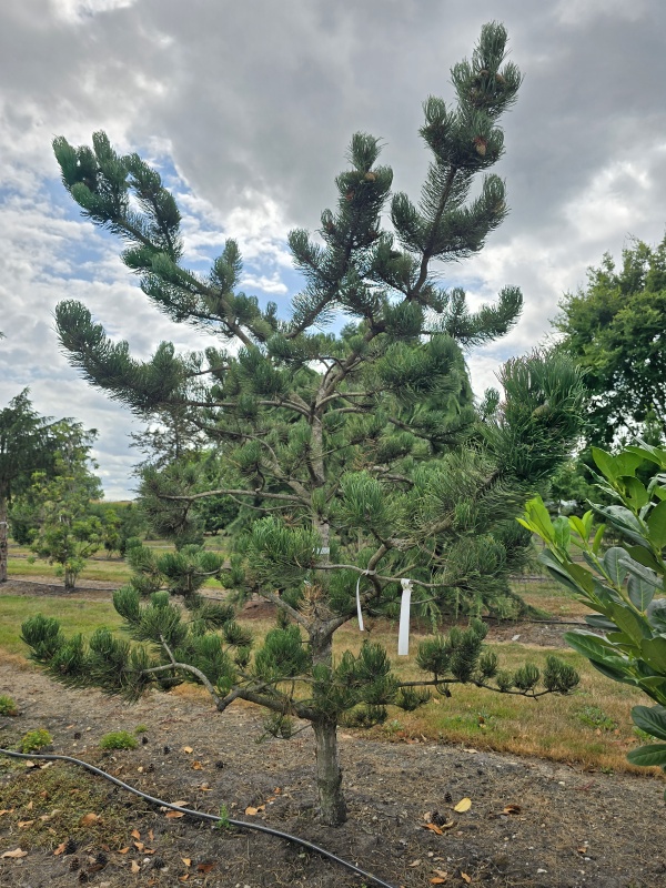 Dwergvorm Oostenrijkse den