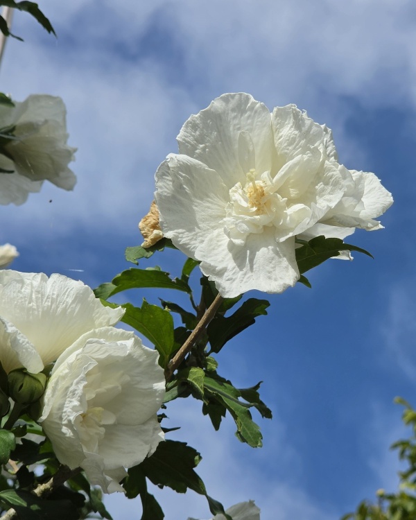 Opgaande Hibiscus met witte bloei