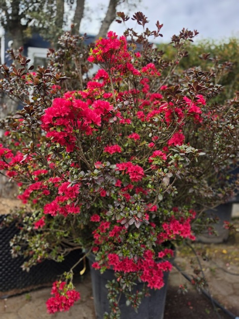 Karmijn rood bloeiende Japanse tuinazalea. bloeit in april