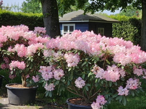 Rhododendron Yak. 'Marlis'