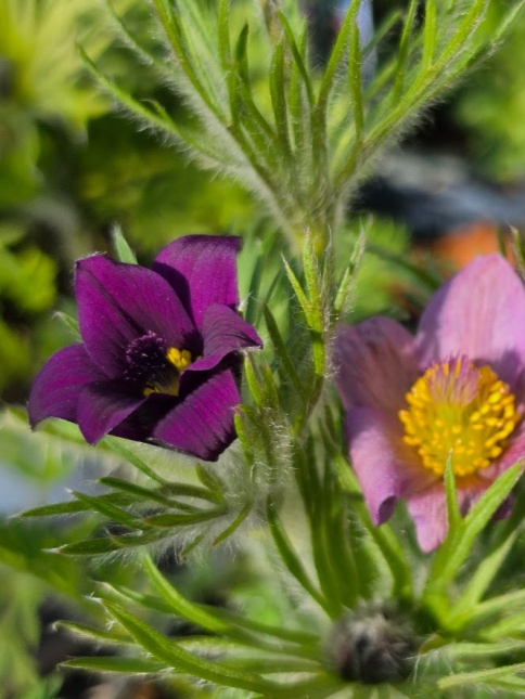 Pulsatilla bloeit in het vroege voorjaar