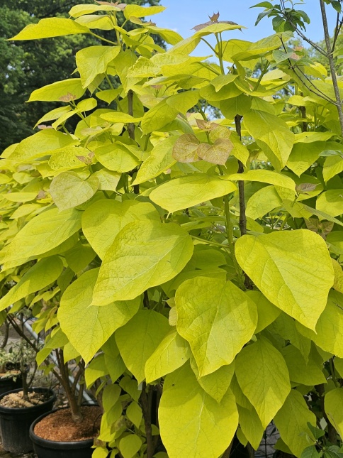 Gouden trompetboom bloei