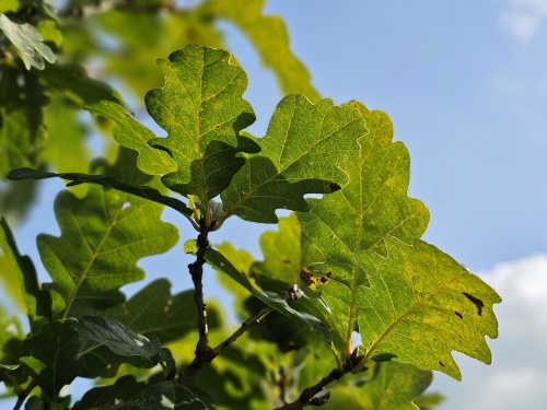 Quercus Petraea  herfstkleuren van de inheemse wintereik