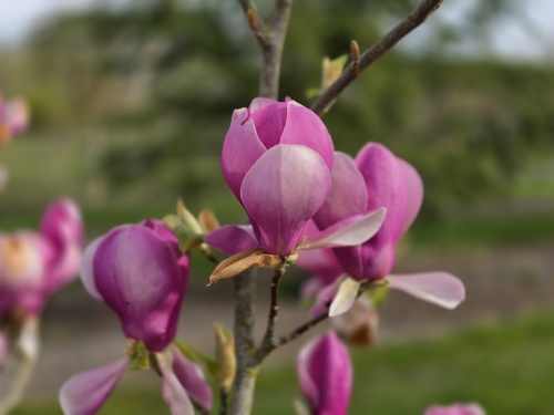Magnolia 'Lennei' in bloei