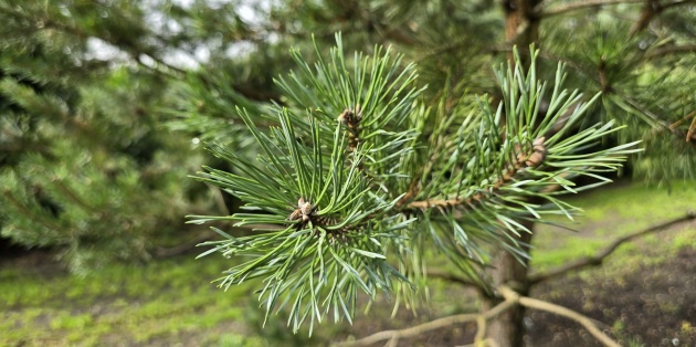De mooiste groenblijvende bomen