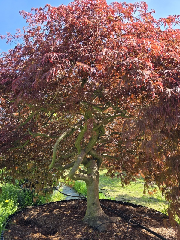 Japanse esdoorn