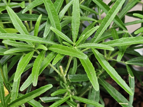Choisya 'Aztec Pearl'  Mexicaanse Oranjebloesem