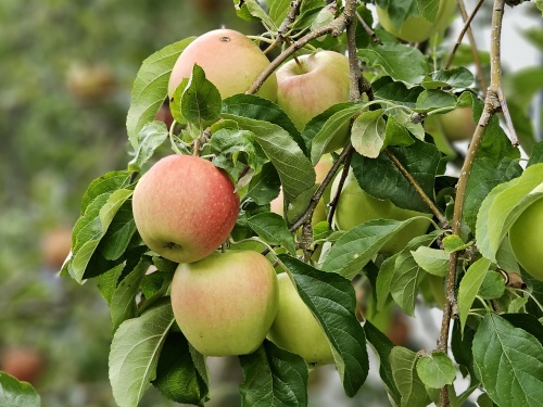 Malus Pinova