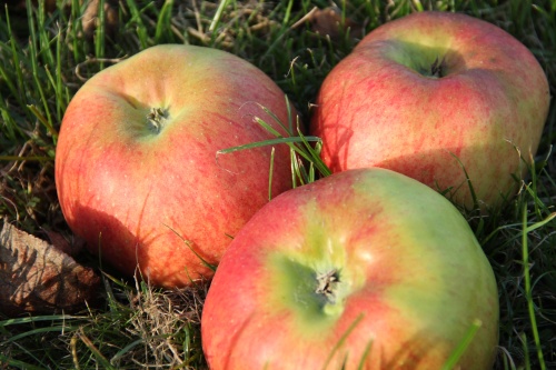 Malus domestica 'Bramley Seedling' enorme grote moesappels