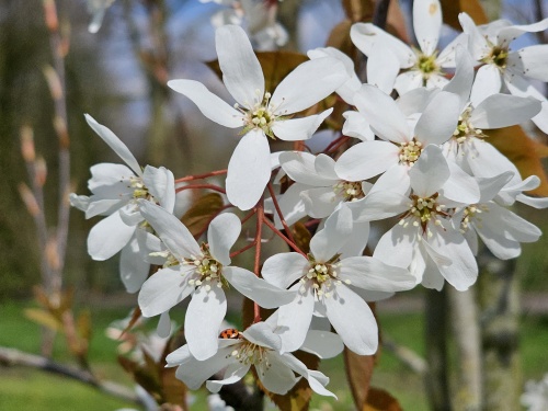 Krentenboompje 'Snowflakes' met witte bloesem