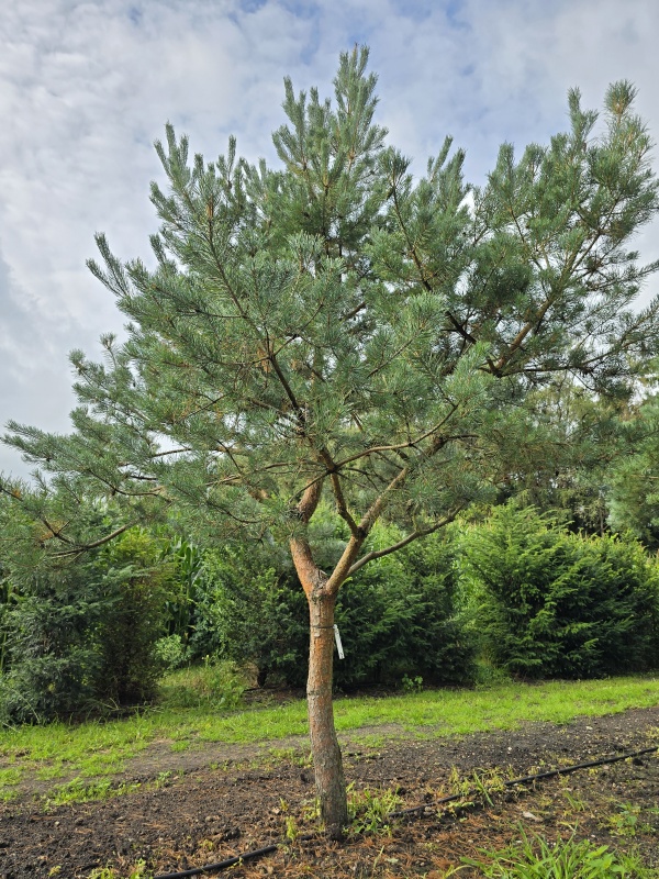 Grove Den, Vliegden