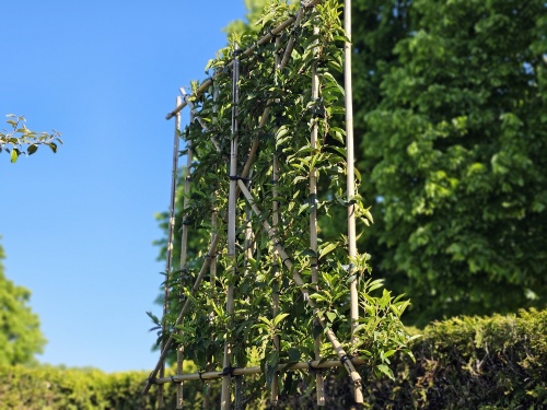 Portugese laurier als een wintergroene leiboom gekweekt.