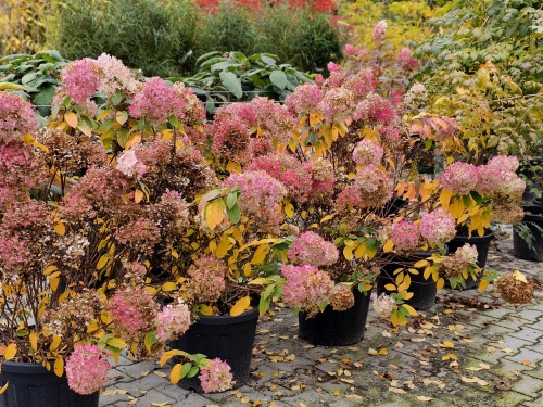 Pluimhortensia 'Bobo' Hydrangea paniculata 'Bobo'
