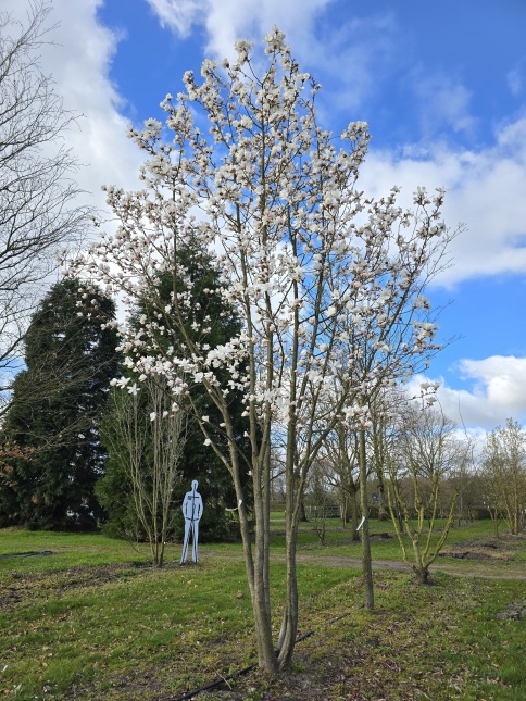 Magnolia 'Merrill', meerstammige bomen en struiken op onze kwekerij te Apeldoorn