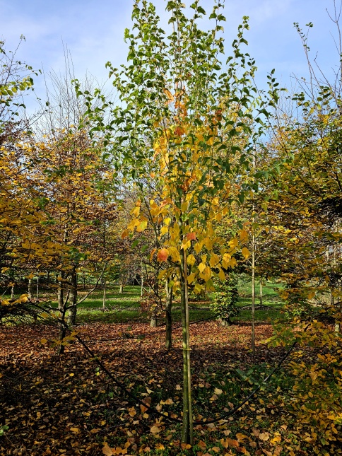 Acer rufinerve herfstkleuren