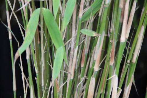 Bamboe 'Jumbo' - Fargesia murieliae 'Jumbo'