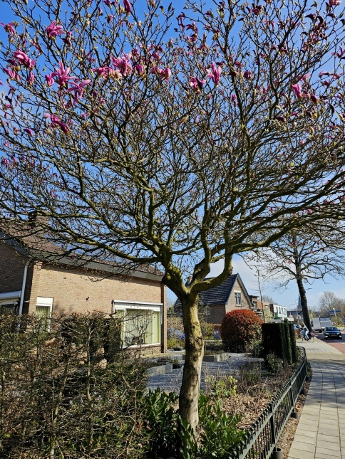 Magnolia 'Susan', hoogstam bloemen