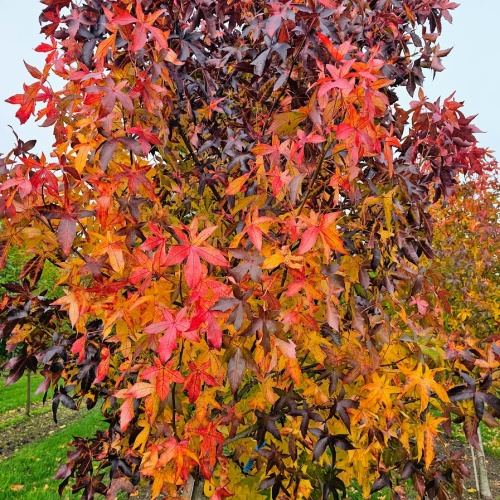Liquidambar styraciflua 'Palo Alto' bladeren in de herfst geven een geweldig kleurenpallet