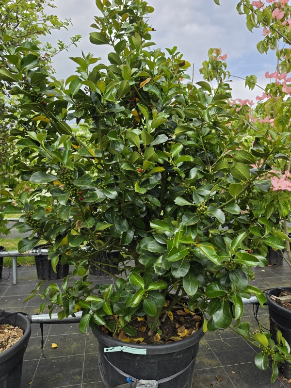 Wintergroene sierlijke Hulst