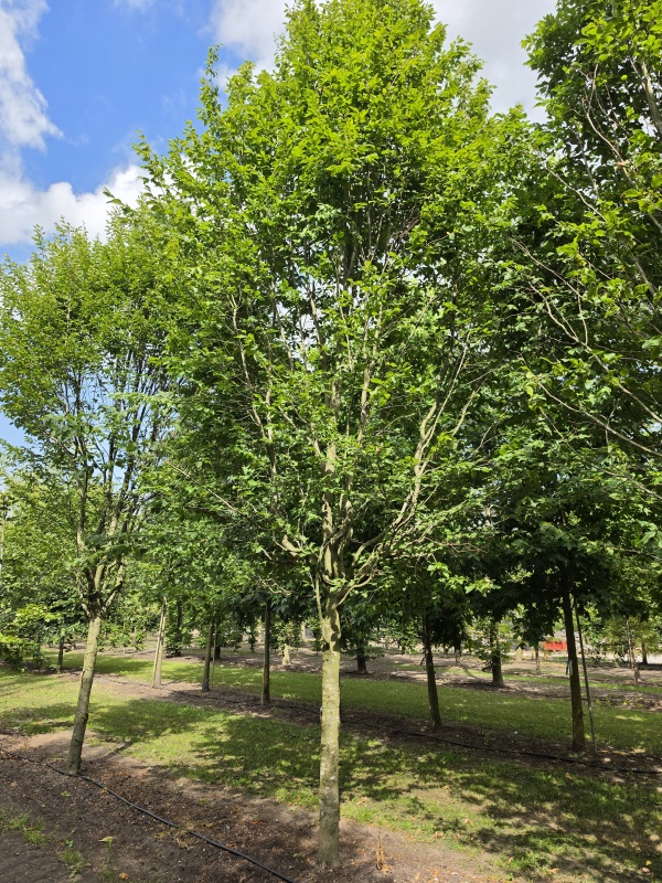 Zuilvormige haagbeuken op stam