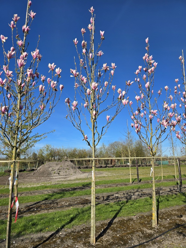 Magnolia Heaven Scent