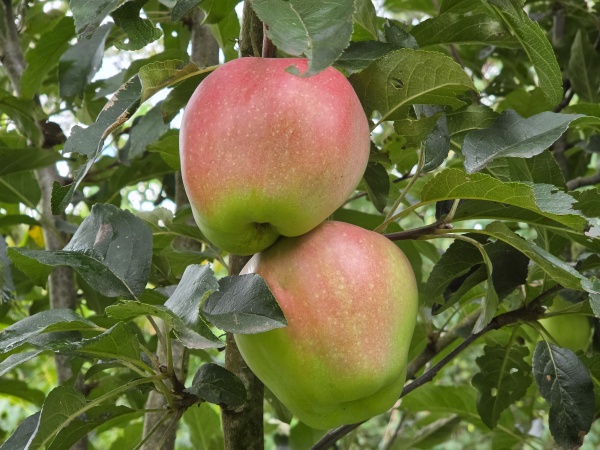 Gala Tafelapfel
