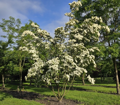 Cornus kousa meerstam