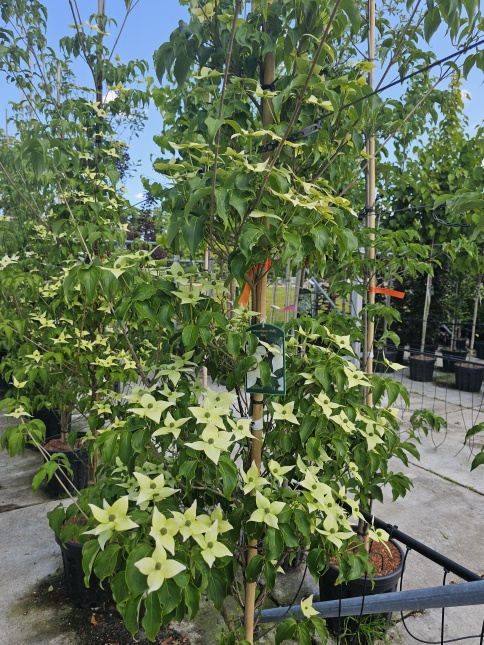 Japanse grootbloemige kornoelje ‘Milky Way’ talrijke groen-witte bloemen in mei